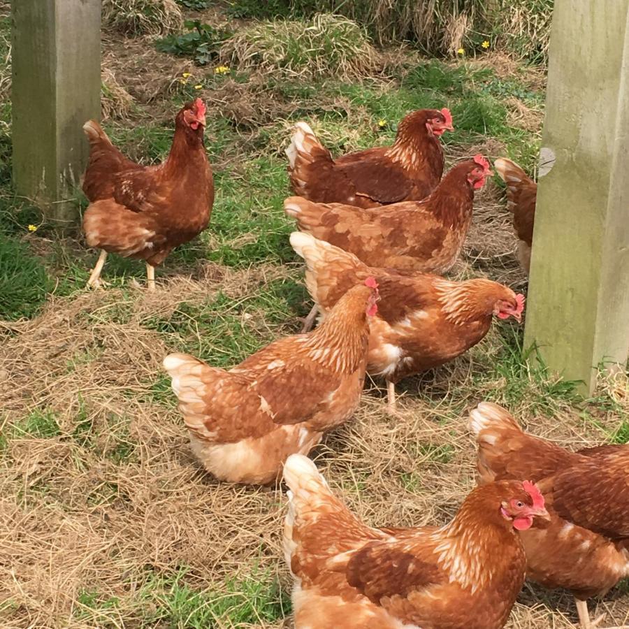 Well Farm Cottages North Tamerton Экстерьер фото